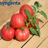 Помідор Хапінет F1 Syngenta 10 шт (детермінантний) (зіп-пакет) 456 фото