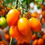 Помідор Бенігара F1 Kitano seeds 10 шт (індетермінантний) (зіп-пакет) 2818655351 фото