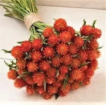 Гомфрена Помаранчева поляна (0.1г) TM GL Seeds 2447944842 фото