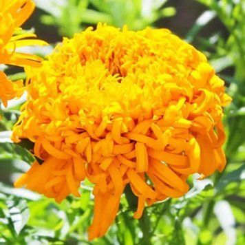 Чорнобривці високорослі Фантастік Помаранчеві 0,3 г Яскрава 275 фото
