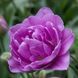 Набір 5 цибулин Тюльпан махровий Lilac Perfection 12+ (нетоварний вигляд цибулин) 183 фото 1