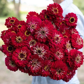 Цинія Гіганти Бенарі Deep Red 10 насінин 2376329602 фото