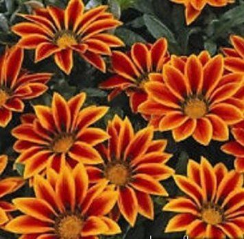 Газанія суміш Frosty Kiss&trade;Syngenta 5 шт 700 фото