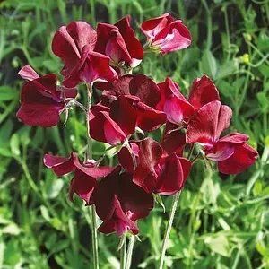 Горошок Духмяний Божолє 1 г Seedera 2437902945 фото