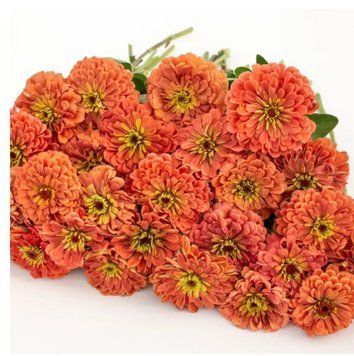 Цинія Гіганти Бенарі Salmon Rose 10 насінин 2376330570 фото