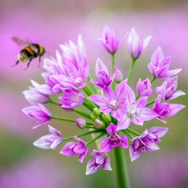 Алліум декоративний Unifolium Eros 5+ 3072596652 фото