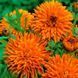 Календула Радіо (0.5г) TM GL Seeds 2447947609 фото 1