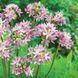 Алліум декоративний Unifolium Eros 5+ 3072596652 фото 1