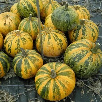 Гарбуз Голонасінневий (10 г) TM GL Seeds 2485193065 фото