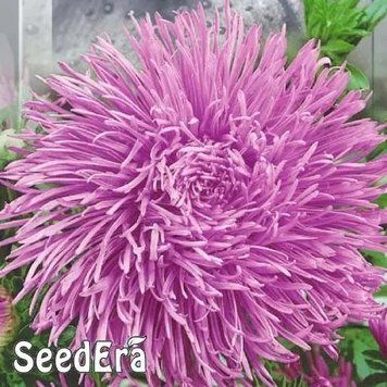 Айстра Високоросла Крален Люкс 0,25 г Seedera 2424577625 фото