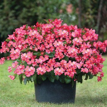 Бегонія Big Deluxxe F1 Rose 3 шт 2896892215 фото