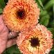 Календула Рожевий сюрприз (0.5г) TM GL Seeds 2447948002 фото 1