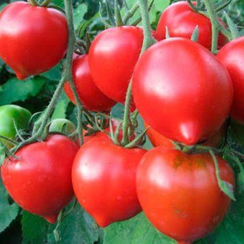 Помідор Гiбрид-2 Тарасенко червоний (0.1г) TM GL Seeds (індетермінантний) 2527638305 фото