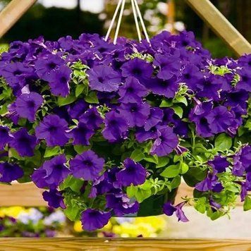 Петунія Opera Supreme F1 Blue Takii seed 5 шт 460 фото