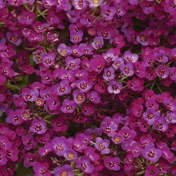 Алісум Clear Crystal Purple Shade 20 насінин 2376337673 фото