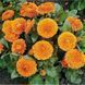 Календула Індiйський принц (0.5г) TM GL Seeds 2447948113 фото 1