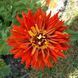 Цинiя Бог Вогню (0.25г) TM GL Seeds 2485199091 фото 1