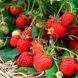 Суниця Ренесанс (0.1г) TM GL Seeds 2463659324 фото 1