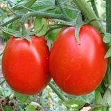 Помідор Де-барао гiгант червоний (0.1г) TM GL Seeds (індетермінантний) 2463659896 фото