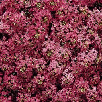 Алісум Wonderland Deep Rose 10 драже 2376339010 фото