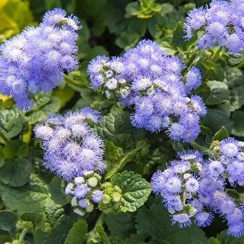 Агератум Біло-блакитний 0,1 г Seedera 2354311703 фото