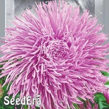 Айстра Високоросла Крален Сіам 0,25 г Seedera 2424580442 фото