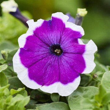 Петунія мультифлора Мамбо violet picotee 100 шт 2850638314 фото