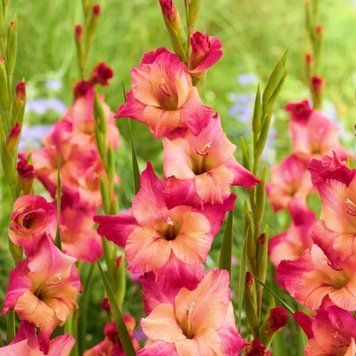 Гладіолус Apricot Bubblegum 14/16 2450646844 фото