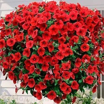 Петунія Opera Supreme F1 Red Takii seed 3 насінини 461 фото