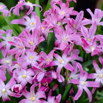 Набір з 5 цибулин Хіонодокса Rosea 5+ 2222685827 фото