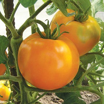 Помідор Хурма (0.1г) TM GL Seeds (індетермінантний) 2819826823 фото