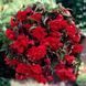 Бегонія Пендула Каскад червона (Scarlet) 356 фото 1