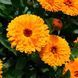Календула Дежавю (0.5г) TM GL Seeds 2447948338 фото 1