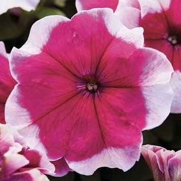 Петунія мультифлора Мамбо rose picotee 100 шт 2850639146 фото