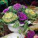 Капуста декоративної Премiум суміш (0.15г) TM GL Seeds 2447948444 фото 1