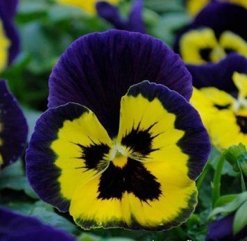 Віола MATRIX&reg; F1 Yellow Purple Wing PanAmerican 5 шт 476 фото