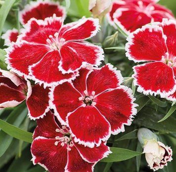 Гвоздика Divinity F1 Scarlet bicolor 100 насінин 2863837902 фото