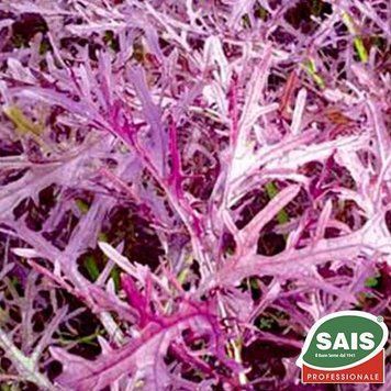 Салат Мізуна червона 1 г GL seeds 2389829985 фото