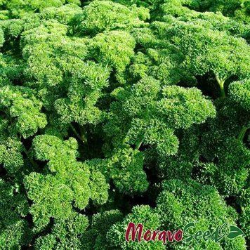 Петрушка кучерява Астра Moravoseed 2 г (зіп-пакет) 2761620785 фото