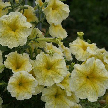 Петунія F1 Лавина Золота зiрка 10шт TM GL Seeds 2772947778 фото
