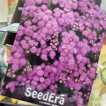 Агератам Рожева куля 0.2 г Seedera 430 фото