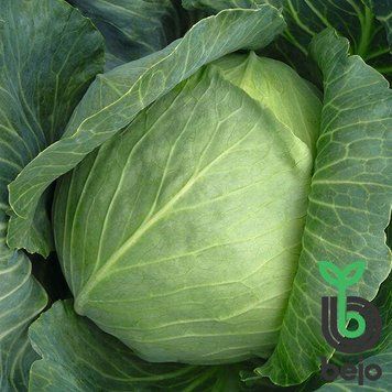 Капуста білоголова середньостигла Бронко F1 Bejo 10 шт (зіп-пакет) 2882153168 фото