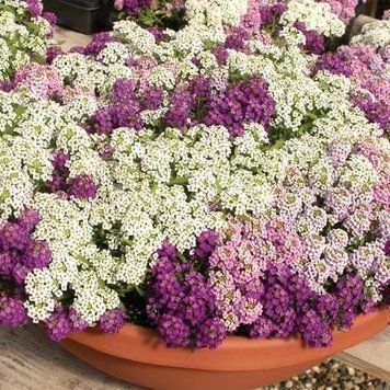 Алiсум Ейфорія mix (0.25г) TM GL Seeds 20084522351-65 фото