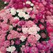 Іберіс Божоле (0.5г), TM GL Seeds 2733180536 фото 1