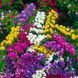 Статиця (Кермек) Суприм mix 1г TM GL Seeds 3000606519 фото 1