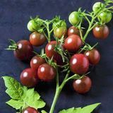 Помідор Блек Черрi (20шт) TM GL Seeds (індетермінантний) 2463660653 фото