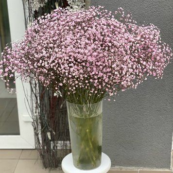 Гіпсофіла Елегантна Рожева 1 г Seedera 2374609068 фото