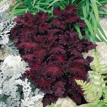 Колеус Чорний дракон (10шт) TM GL Seeds 2447949863 фото