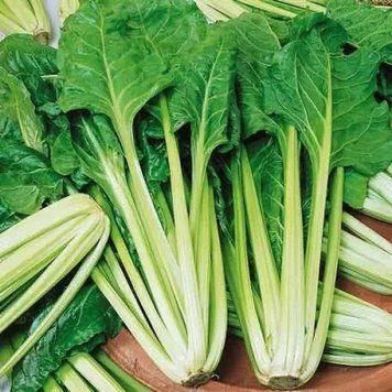 Мангольд Лукулус зелений (3г) TM GL Seeds 2475830764 фото