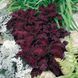 Колеус Чорний дракон (10шт) TM GL Seeds 2447949863 фото 1